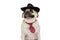 Little mops dogÂ  wearing the black hat and red tie